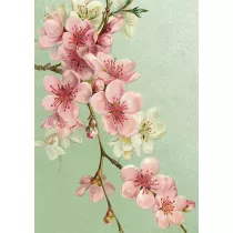 Skona Ting Karnet ST471 B6 + koperta Kwiaty wi�ni