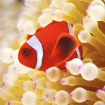 Karnet kwadrat z kopert Clownfish in sea anemone