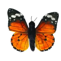 Motyl monarcha czerwony Dubi