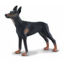 Pies doberman