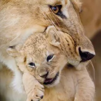 Museums & Galleries Karnet kwadrat z kopert� Lioness and cub