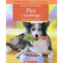 Pies z nadwag. Przyczyny, skutki, dieta