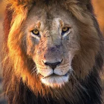 Museums & Galleries Karnet kwadrat z kopert� Male Lion