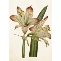 Skona Ting Karnet B6 + koperta Amarylis