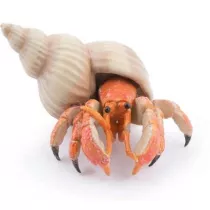 Krab pustelnik