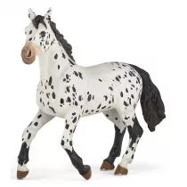 Ko� Appaloosa