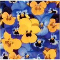 Paw Serwetki Lunch Tete a Tete Looking Pansies 33x33 20szt./op.
