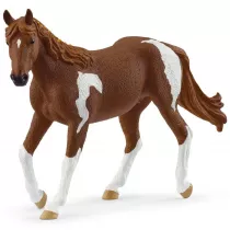 Klacz paint horse - Horse Club