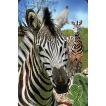 Worth Keeping Mini kartka 3D Zebra