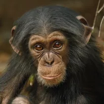 Museums & Galleries Karnet kwadrat z kopert� Baby Chimp