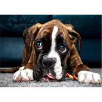 Norimpex Malowanie po numerach - Pies Buldog 40x50cm
