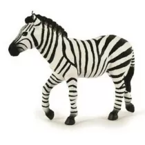 Zebra samiec