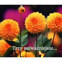 Trzy najwa�niejsze... Pere�ka 142