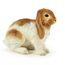 Kr�lik Holland Lop