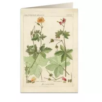 Tassotti Karnet B6 + koperta 6057 Pelargonia pachn�ca
