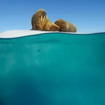 Museums & Galleries Karnet kwadrat z kopert� Walrus Mother and Calf niebieski
