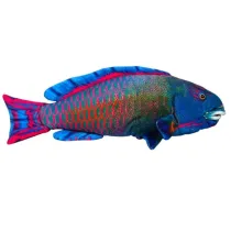 Pluszowa ryba morska niebieska 50cm Dubi