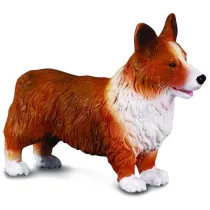 Pies irlandzki corgie