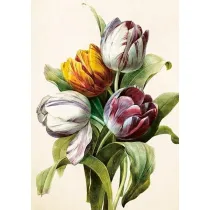 Skona Ting Karnet ST541 B6 + koperta Tulipany
