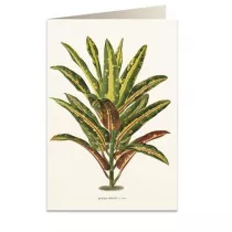 Tassotti Karnet B6 + koperta 6063 Dracena Croton