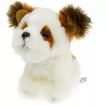 Pies Shih Tzu Dubi Plusz