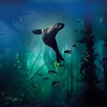 Karnet kwadrat z kopert Galapagos Sea Lion