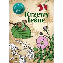 Krzewy lene kolorowanka