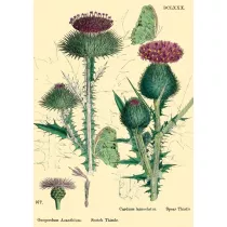 Madame Treacle Karnet B6 brokat z kopert� Natura 6