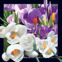 Pocztwka 3D Krokus
