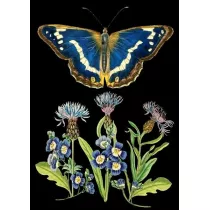 Madame Treacle Karnet B6 z kopert� Niebieski motyl
