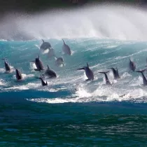 Museums & Galleries Karnet kwadrat z kopert� Surfing Bottlenose Doplhi