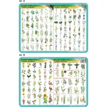 Visual System Podkadka edukacyjna. Roliny pospolite, chronione