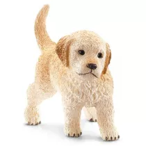 Golden Retriever szczeni
