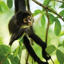 Museums & Galleries Karnet kwadrat z kopert� Spider Monkey