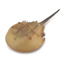 Skrzyp�ocz