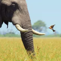 Karnet kwadrat z kopert African Bull Elephant