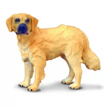 Pies golden retriever