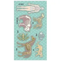 Ranok-Creative Naklejki Uk�ady kostne (szkielety)