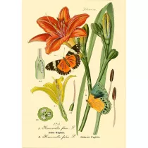 Madame Treacle Karnet B6 brokat z kopert� Natura 3