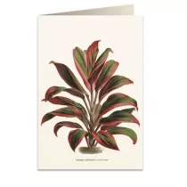 Tassotti Karnet B6 + koperta 6064 Dracena czerwono-zielona