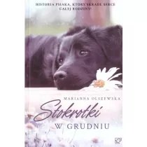 Stokrotki w grudniu