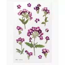 Appree Naklejki ozdobne kwiaty Werbena