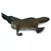 Dziobak australijski