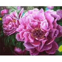 Malowanie po numerach. Cudowne piwonie 40 x 50 cm