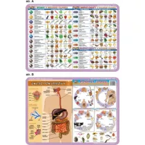 Visual System Podkadka edukacyjna Witaminy, pasoyty, mikroelementy, ukad pokarmowy