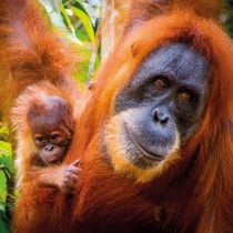 Karnet kwadrat z kopertą Sumatran Orangutan and Ba