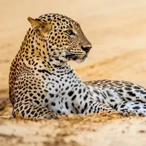 Karnet kwadrat z kopert Leopard in sand