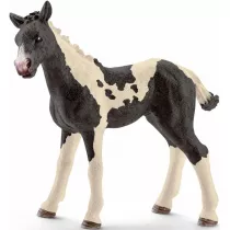 �rebi� Pinto