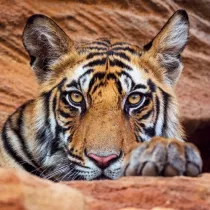 Museums & Galleries Karnet kwadrat z kopert� Tiger cub
