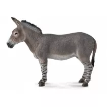 Osio afrykaski